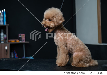 Freshly groomed poodle in a grooming salon. Freshly groomed poodle in a grooming salon. 125524380