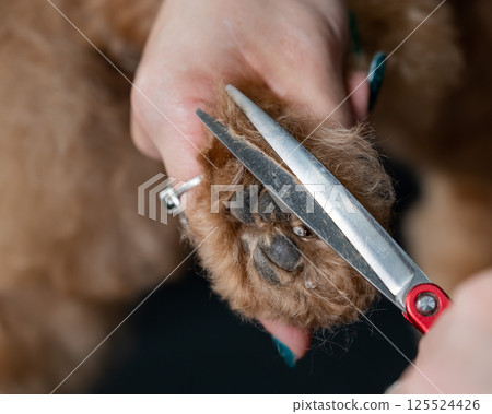 A groomer uses scissors to trim the fur on a chocolate mini poodle's paws. A groomer uses scissors to trim the fur on a chocolate mini poodle's paws. 125524426