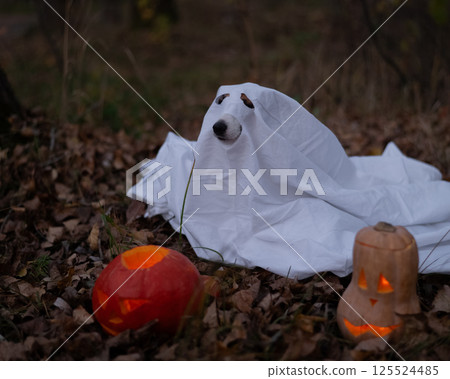 Jack Russell Terrier dog in a ghost costume for Halloween in the woods. Jack Russell Terrier dog in a ghost costume for Halloween in the woods. 125524485