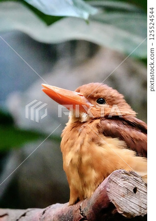 Orange Kingfisher 125524544