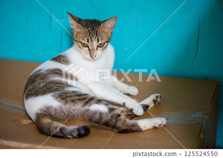 Close-up Portrait of a Cute Cat with Green Eyes on Blue Background 125524550