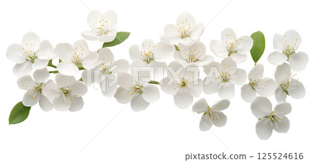 Elegant white blossom arrangement with green leaves on white background Elegant white blossom arrangement with green leaves on white background 125524616
