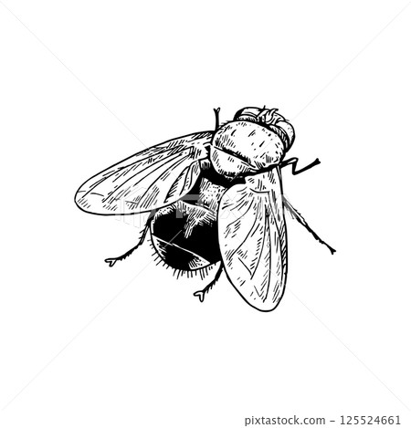 House fly isolated on white background. Black and white drawing in realistic style. Design element. 125524661