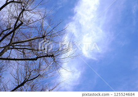 樹葉飄落,映襯著藍天 — 背景材料 樹葉飄落,映襯著藍天 — 背景材料 125524684