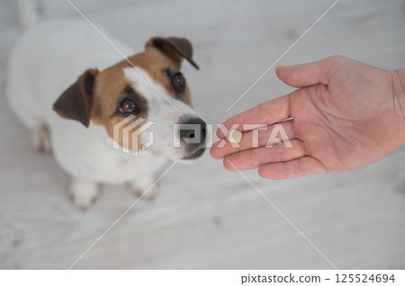 The owner hands the Jack Russell Terrier a pill.  125524694
