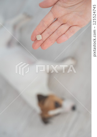 The owner hands the Jack Russell Terrier a pill.  125524745