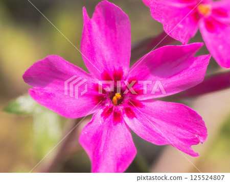 Pink Moss Phlox flowers 02 125524807