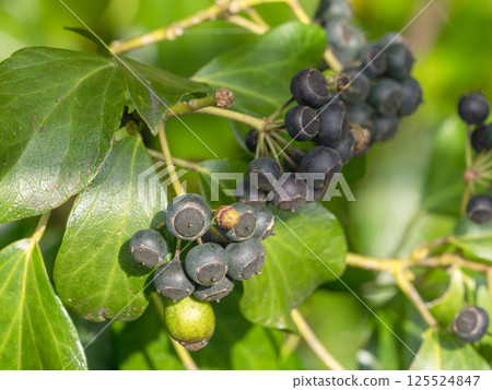 春山：黑色常春藤莓果 01 125524847