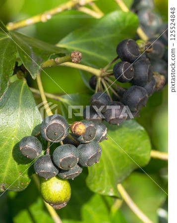 春山：黑色常春藤莓果 02 125524848
