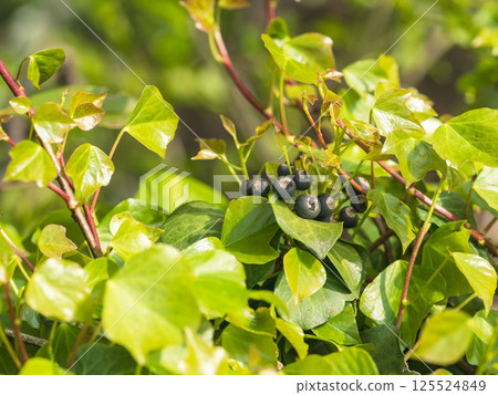 春山：黑色常春藤果實 03 125524849