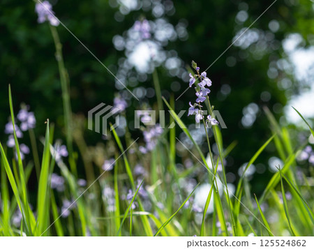 Spring mountain: Purple flowers of the pine tree 04 125524862