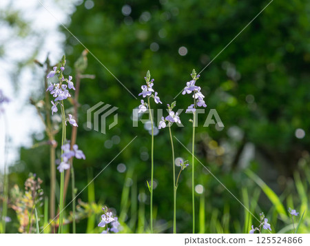 Spring mountain: Purple flowers of the pine orchid 08 Spring mountain: Purple flowers of the pine orchid 08 125524866