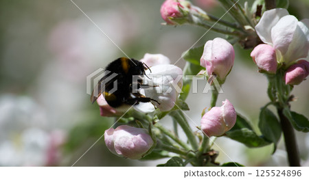 Busy bumblebee gathers nectar from an apple blossom in full bloom. 125524896