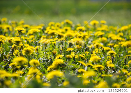 Field of Blooming Yellow Dandelions on a Sunny Spring Day Field of Blooming Yellow Dandelions on a Sunny Spring Day 125524901