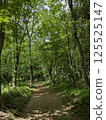 Forest road wrapped in fresh green 125525147