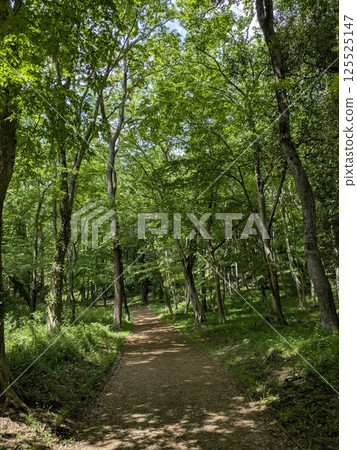 Forest road wrapped in fresh green 125525147