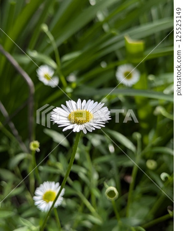 Erinjumu Erinjumu 125525149