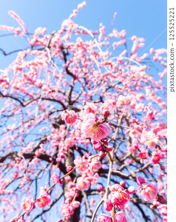 The pure and pretty pale pink plum blossoms in full bloom herald the New Year. The pure and pretty pale pink plum blossoms in full bloom herald the New Year. 125525221