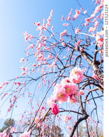盛開的淡粉色梅花，純潔美麗，預示著新年的到來。 125525224
