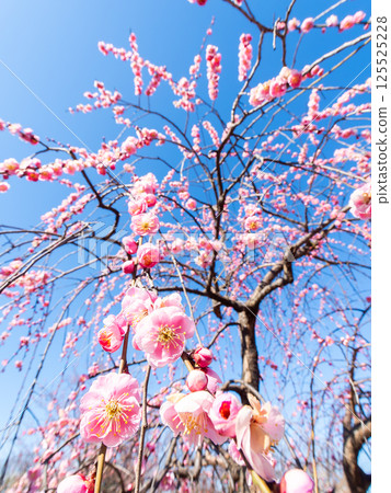 The pure and pretty pale pink plum blossoms in full bloom herald the New Year. 125525228