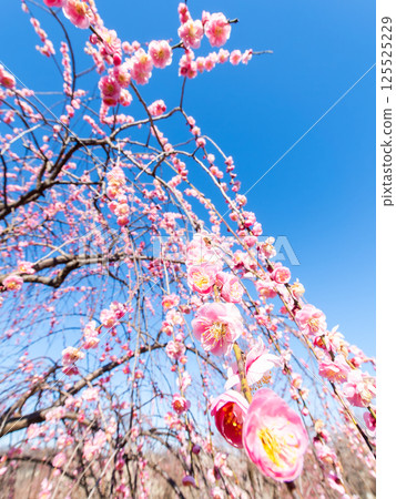 The pure and pretty pale pink plum blossoms in full bloom herald the New Year. 125525229