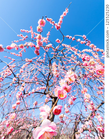 The pure and pretty pale pink plum blossoms in full bloom herald the New Year. 125525230