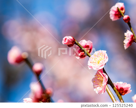 The pure and pretty pale pink plum blossoms in full bloom herald the New Year. 125525240