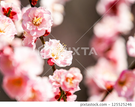 盛開的淡粉色梅花，純潔美麗，預示著新年的到來。 125525246