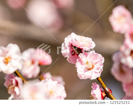 盛開的淡粉色梅花，純潔美麗，預示著新年的到來。 125525251