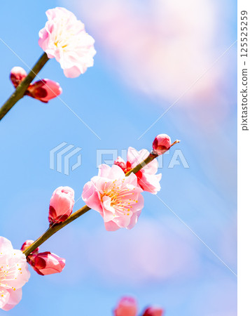 The pure and pretty pale pink plum blossoms in full bloom herald the New Year. 125525259