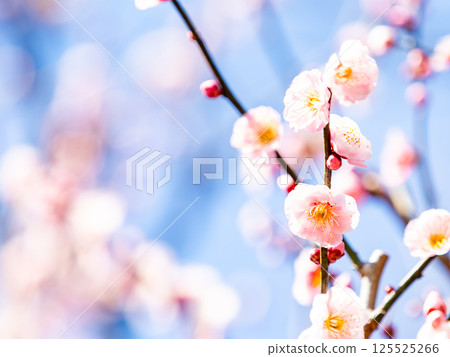 The pure and pretty pale pink plum blossoms in full bloom herald the New Year. 125525266