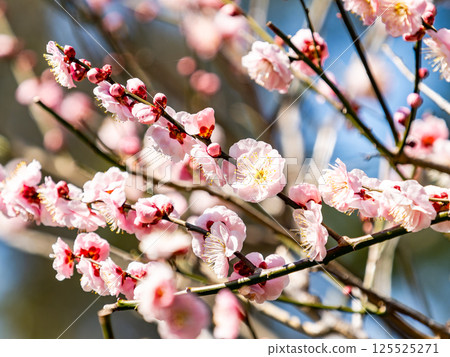 盛開的淡粉色梅花，純潔美麗，預示著新年的到來。 125525271