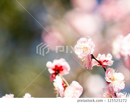 The pure and pretty pale pink plum blossoms in full bloom herald the New Year. The pure and pretty pale pink plum blossoms in full bloom herald the New Year. 125525272