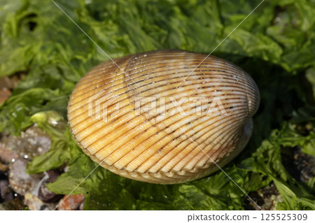 Long cockle 125525309