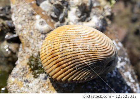 Long cockle 125525312