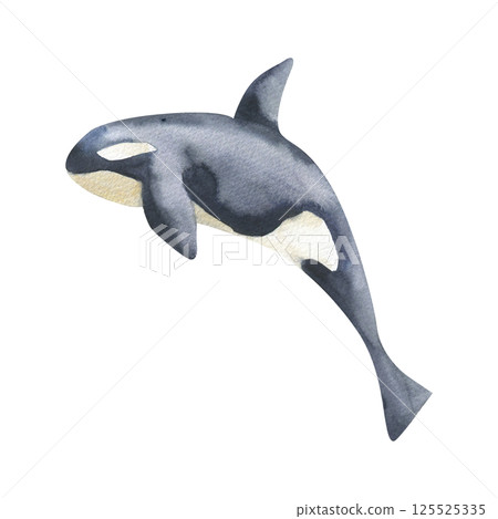 Black orca watercolor illustration. Hand drawn isolated killer whale clipart, jumping sea fish painting for oceanarium poster,card design. Undersea book, wallpaper design Black orca watercolor illustration. Hand drawn isolated killer whale clipart, jumping sea fish painting for oceanarium poster,card design. Undersea book, wallpaper design 125525335