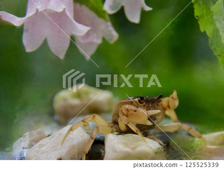 在公園裡悠閒地散步，在泉水處邂逅。 125525339