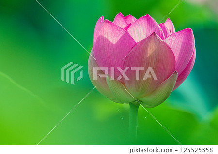 Ancient lotus flowers shining against the greenery Ancient lotus flowers shining against the greenery 125525358