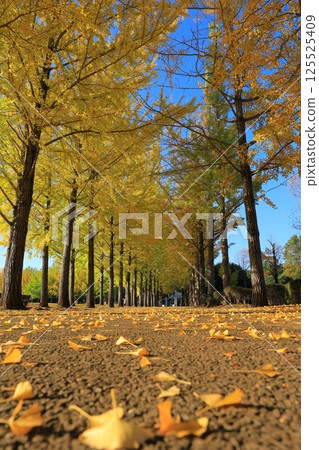 A yellow leafy ginkgo bunched trees 125525409