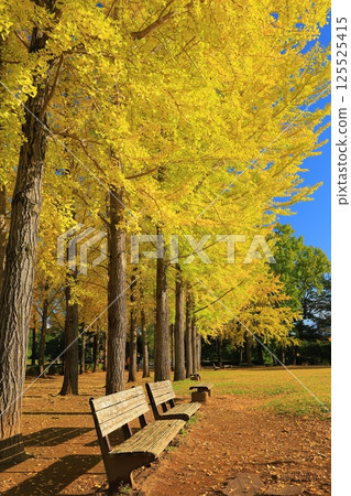 黃色綠葉的銀杏樹叢生的樹 125525415