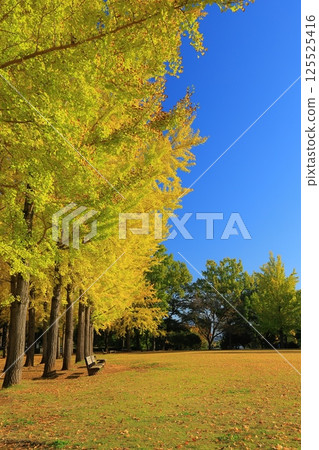 A yellow leafy ginkgo bunched trees 125525416
