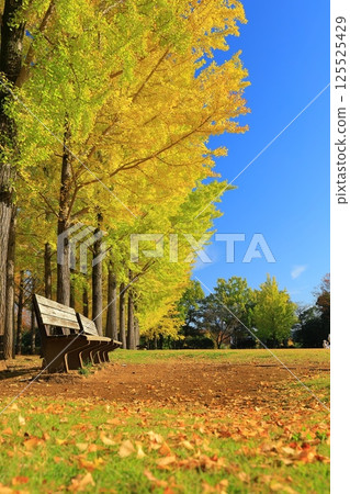 A yellow leafy ginkgo bunched trees 125525429