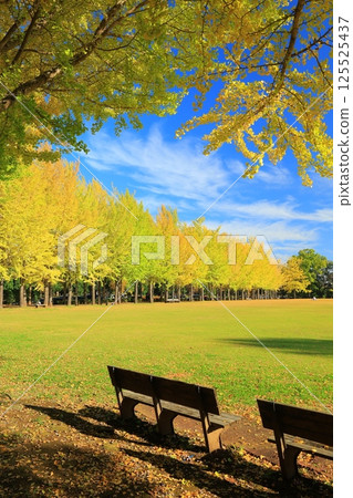 A yellow leafy ginkgo bunched trees A yellow leafy ginkgo bunched trees 125525437
