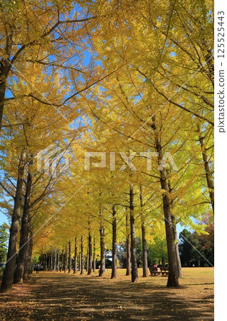 黃色綠葉的銀杏樹叢生的樹 125525443
