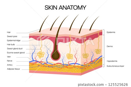 Human skin anatomy infographics. Vector medical cross sectional diagram of human skin showing epidermis, dermis, hypodermis, hair follicles, sweat glands, nerves, veins, arteries, and adipose tissue 125525626