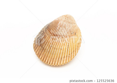 Long cockle 125525636