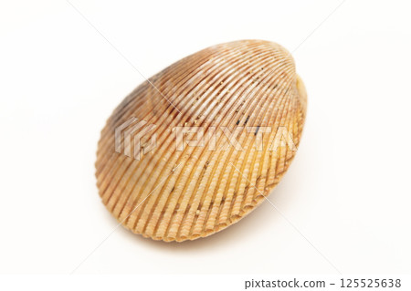 Long cockle 125525638