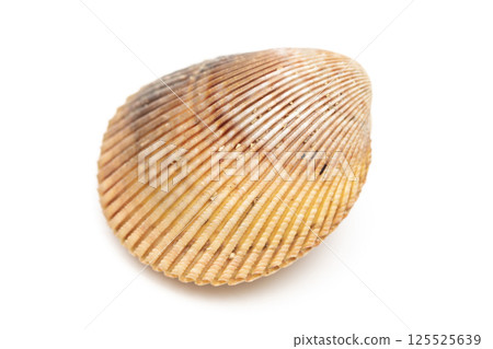 Long cockle Long cockle 125525639