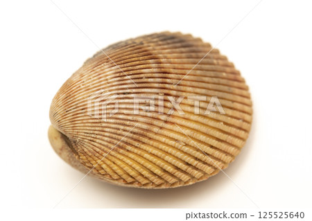 Long cockle Long cockle 125525640