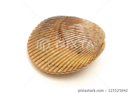Long cockle 125525642